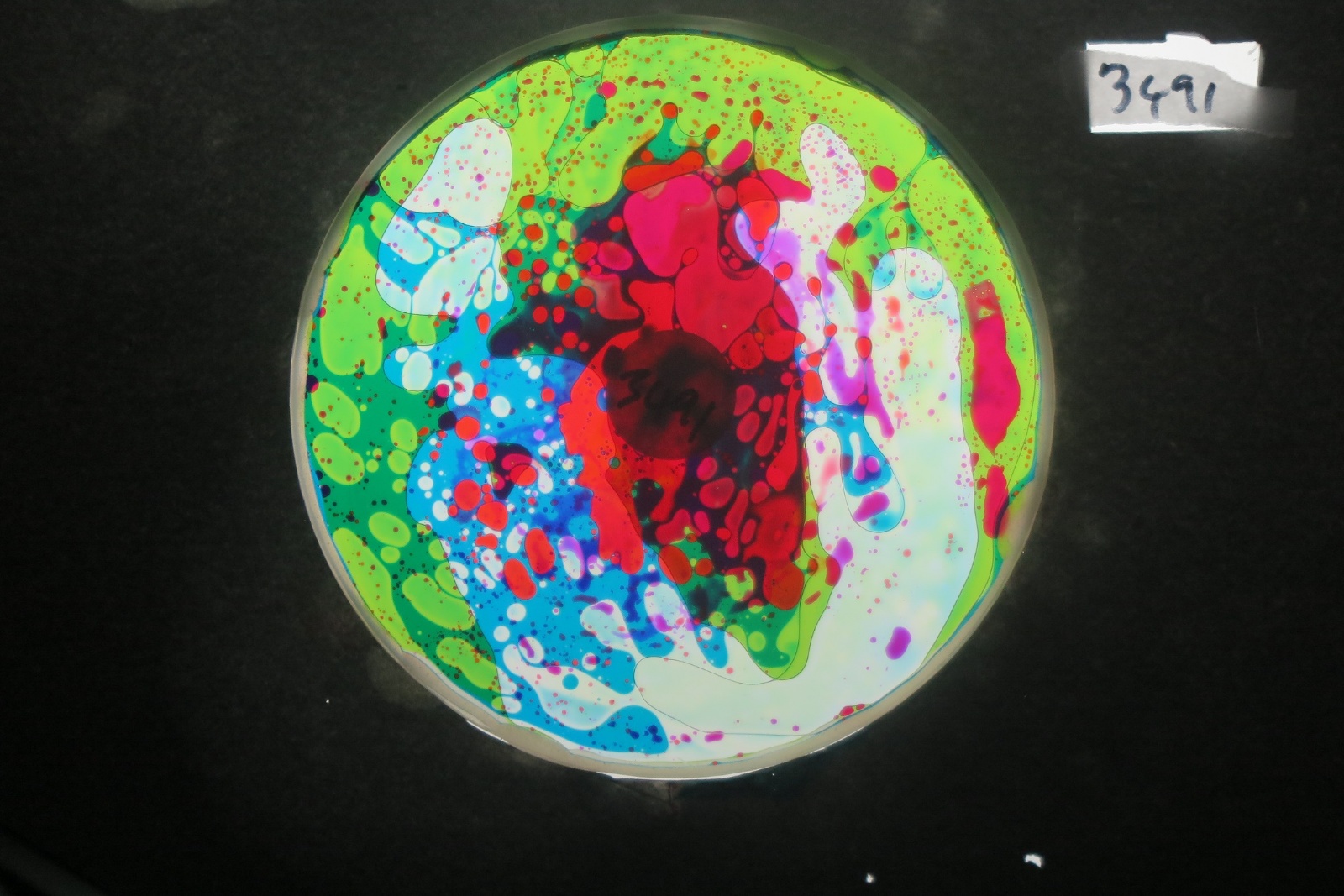 BV3491 bubble vision oil wheel